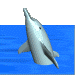 Dolphin gif