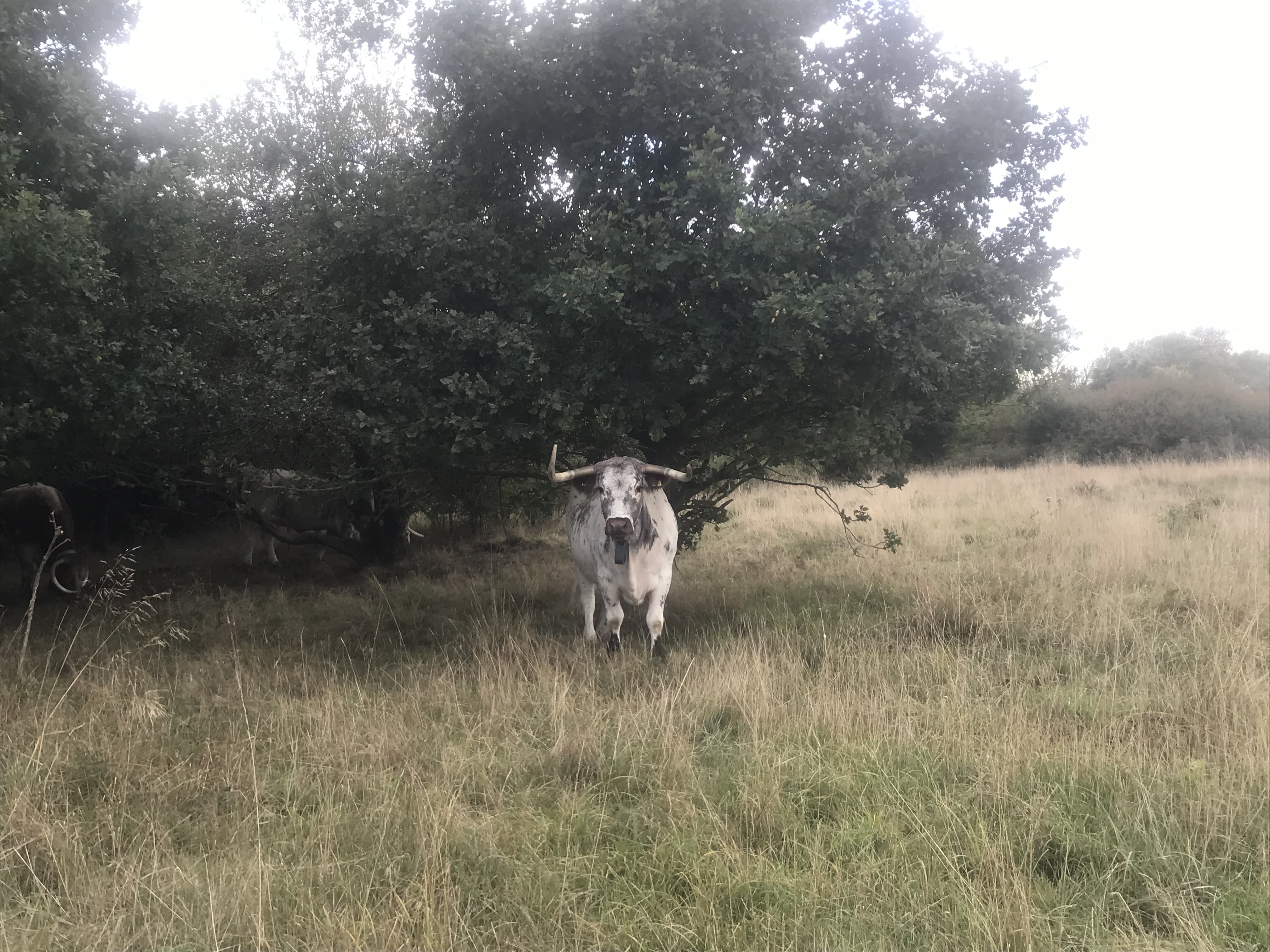 white cow under a tree