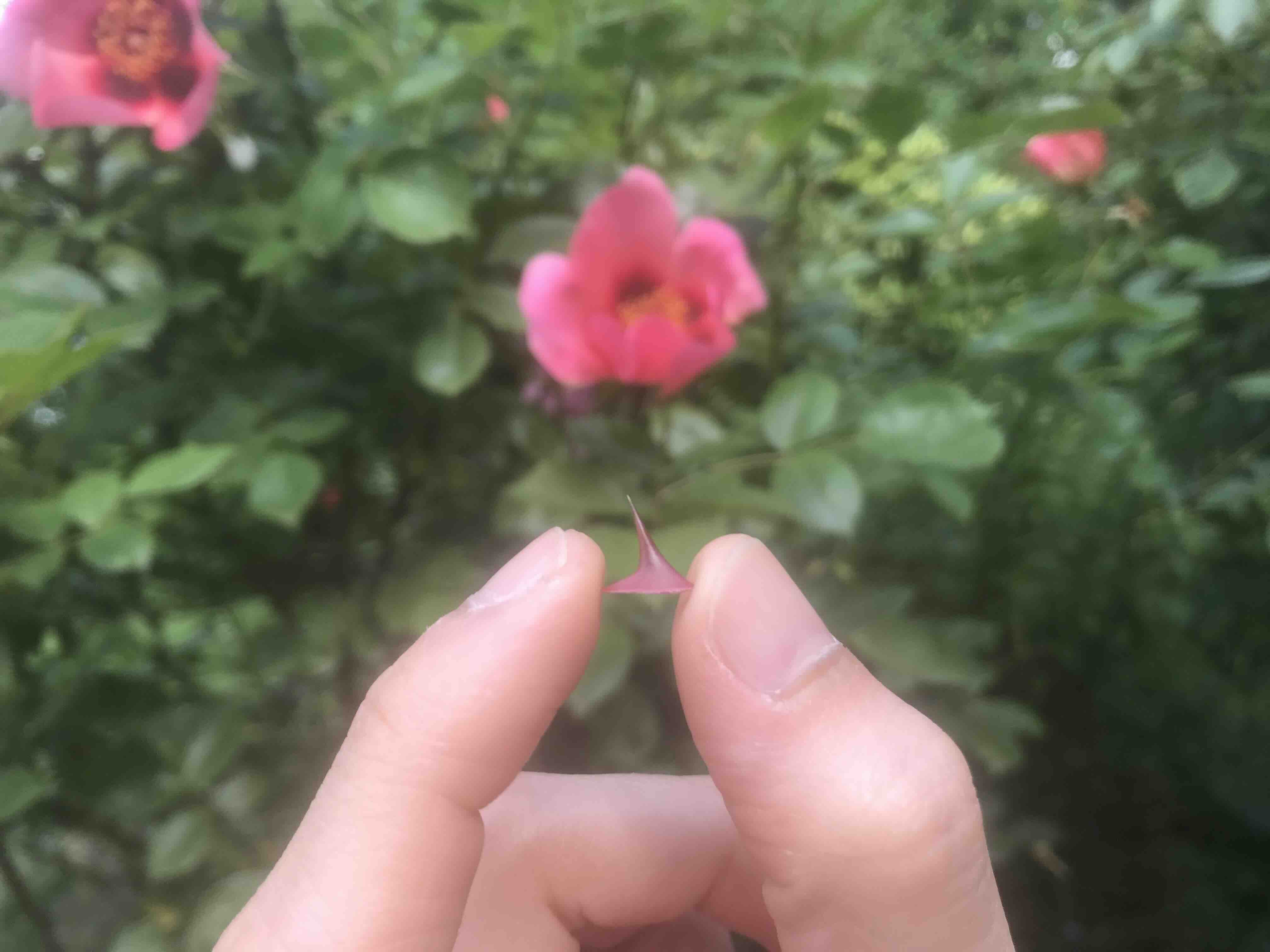 an alpine rose thorn by mother mary