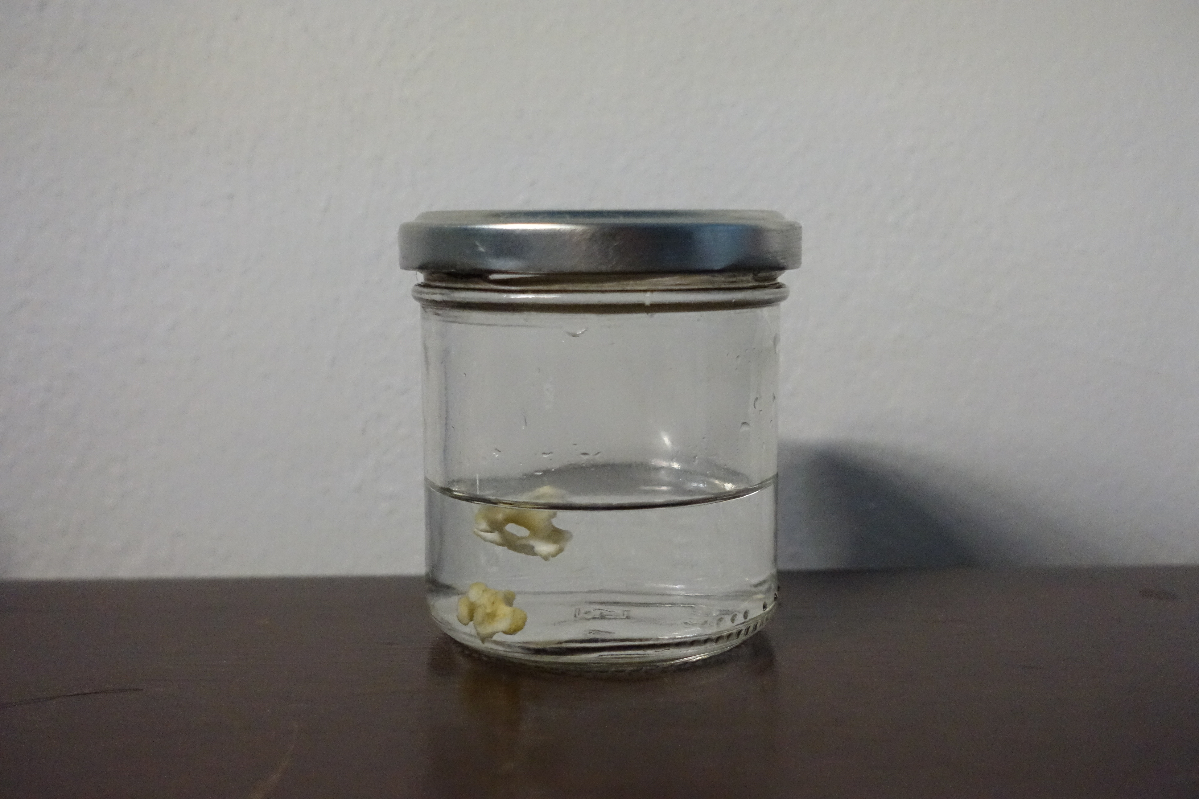 spine pieces soaking in hydrogen peroxide